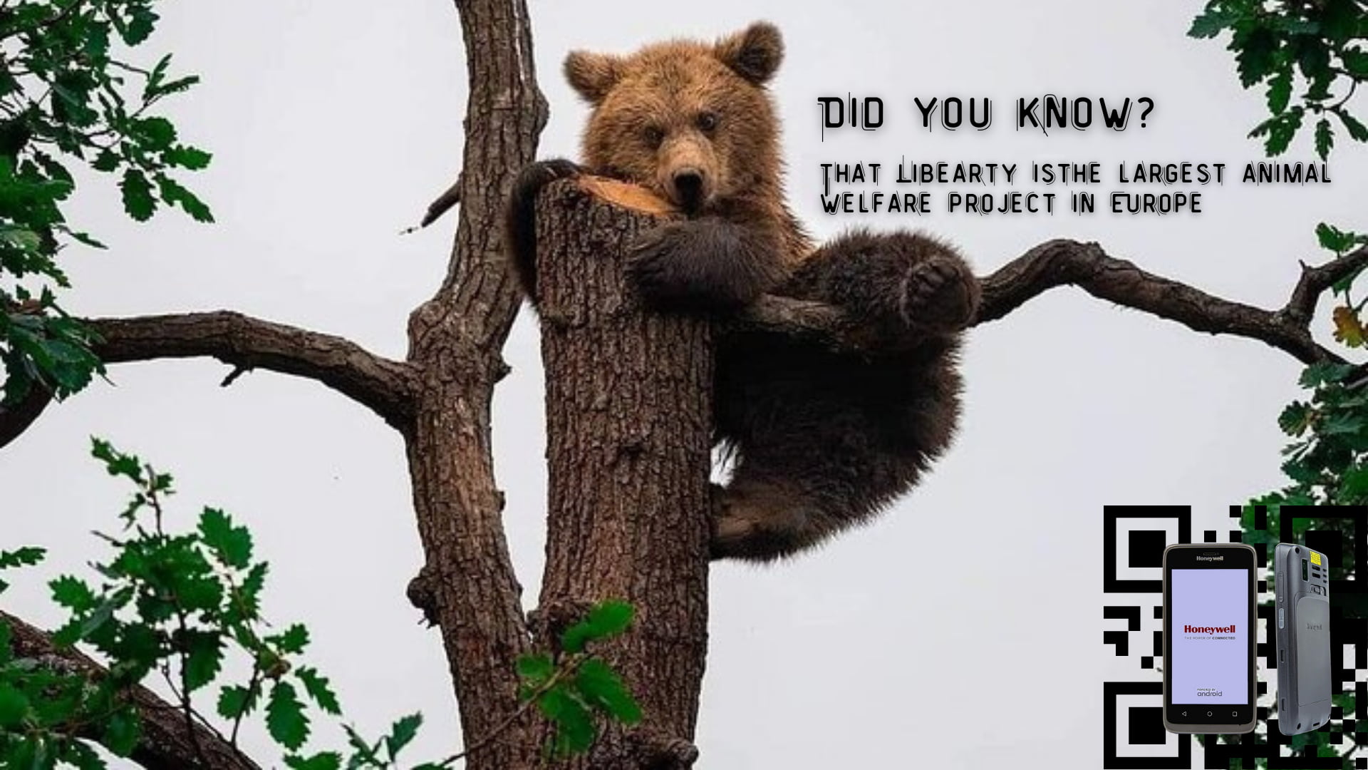 Libearty-Sanctuarul urșilor bruni folosește tehnologie Honeywell